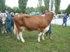 montigny 2010 mamelle jeune